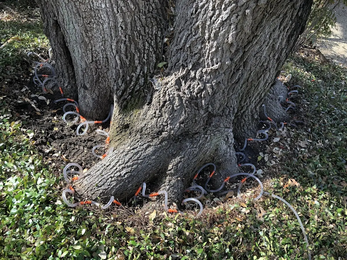 Detailed Tree Cabling and Bracing job site in Wheatland